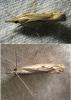 Agriphila geniculea